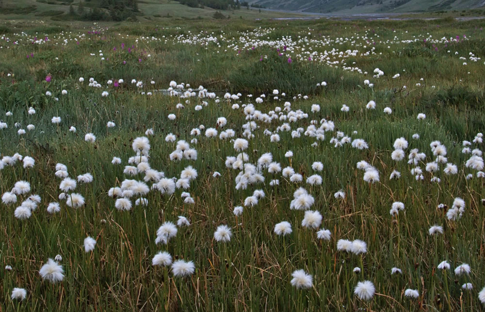 Image of genus Eriophorum specimen.