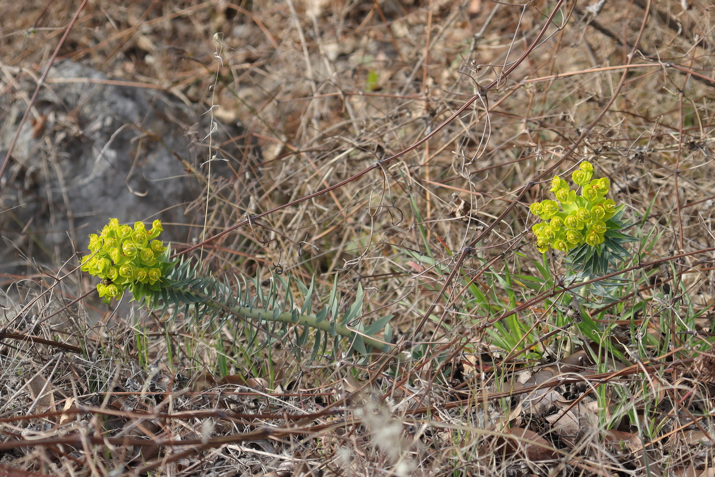 Изображение особи Euphorbia rigida.