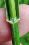 View full-size image Glyceria maxima