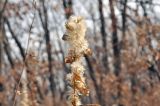 Solidago pacifica. Верхушка плодоносящего растения. Приморский край, Уссурийский гор. округ, окр. с. Монакино, зарастающий сухой разнотравный луг на небольшой сопке. 21.10.2014.