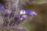 Ajuga orientalis. Цветки на разной стадии развития. Крым, Бахчисарайский р-н, обочина грунтовой дороги в горном лесу в р-не пгт Куйбышево. 18.04.2025.