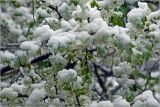 Смотреть изображение Prunus spinosa
