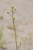 View full-size image Brassica sisymbrioides