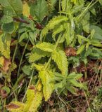 View full-size image Veronica teucrium