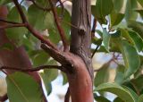 View full-size image Arbutus andrachne