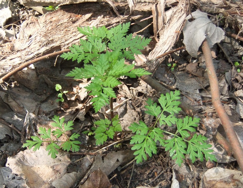 Изображение особи Torilis japonica.