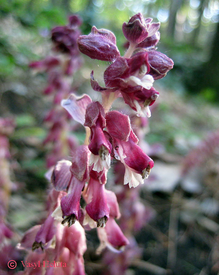 Image of Lathraea squamaria specimen.