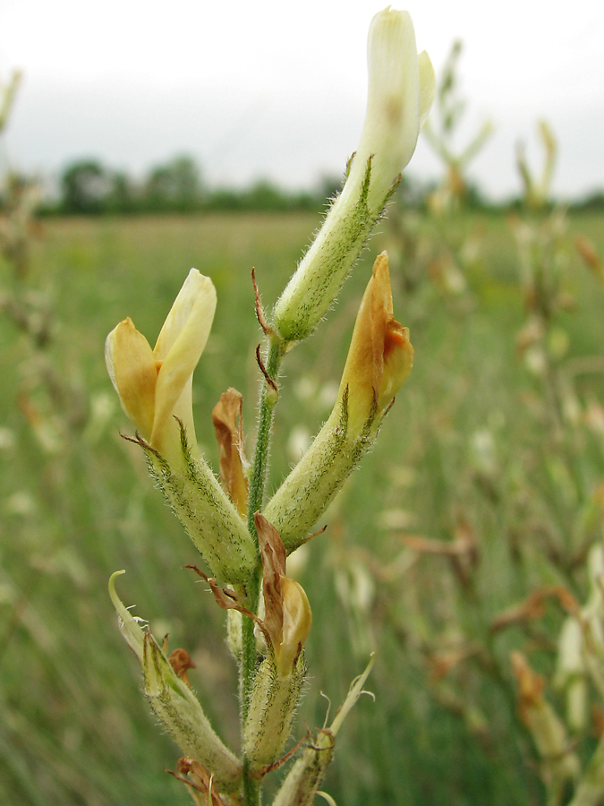 Image of Astragalus pallescens specimen.