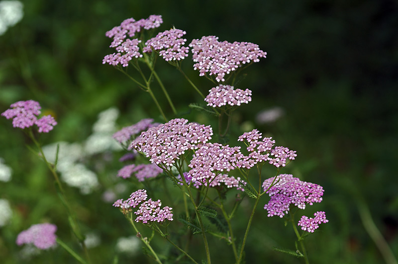 Image of Achillea millefolium specimen.