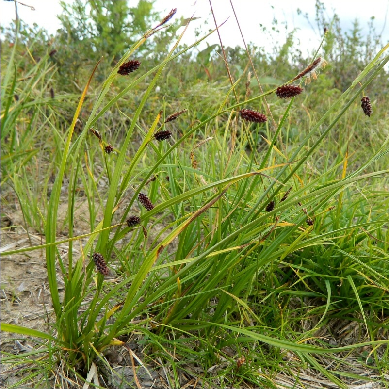 Image of Carex saxatilis ssp. laxa specimen.