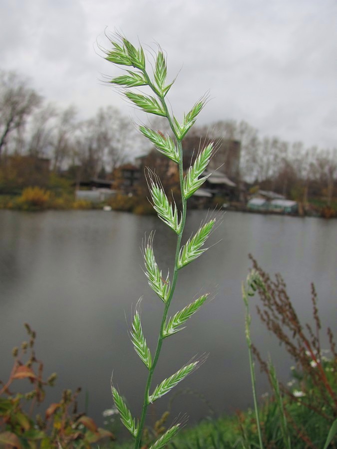 Image of Lolium multiflorum specimen.