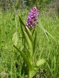 Dactylorhiza incarnata. Цветущее растение. Казахстан, Алматинская обл., п. Дзержинское (Токжайлау), река Шет-Тентек. 1 июня 2011 г.