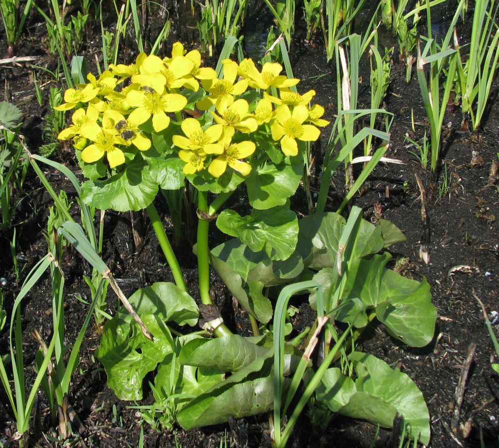 Image of Caltha palustris specimen.