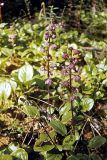 Pyrola incarnata