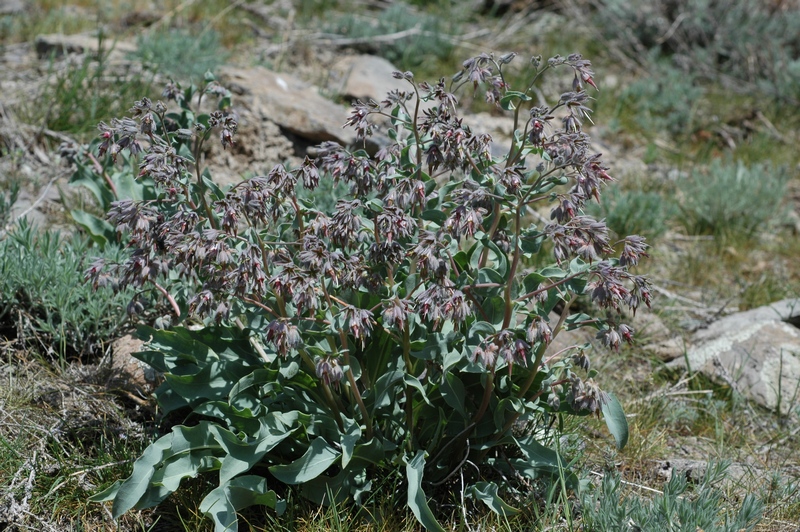 Изображение особи Rindera tetraspis.