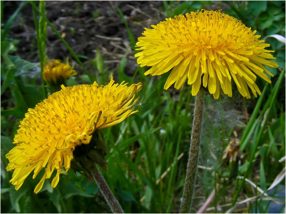 Изображение особи род Taraxacum.