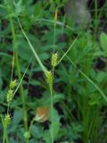 Carex latisquamea