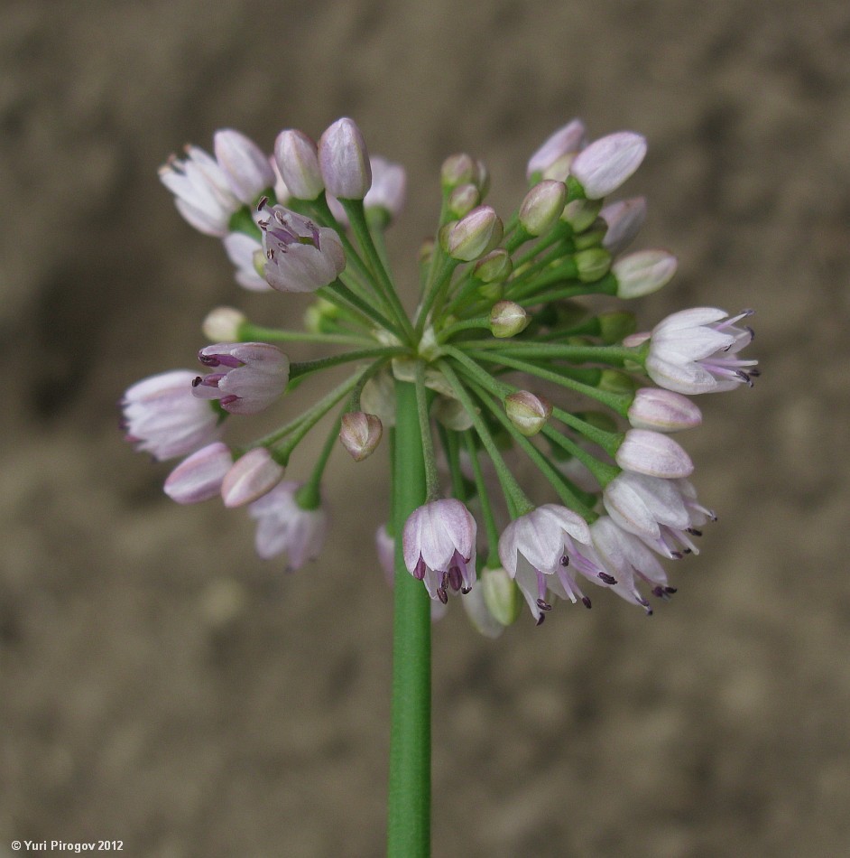 Image of Allium senescens specimen.