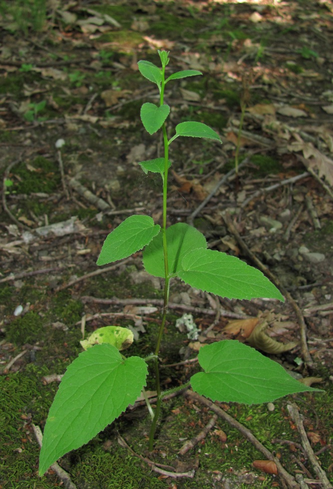 Image of genus Campanula specimen.