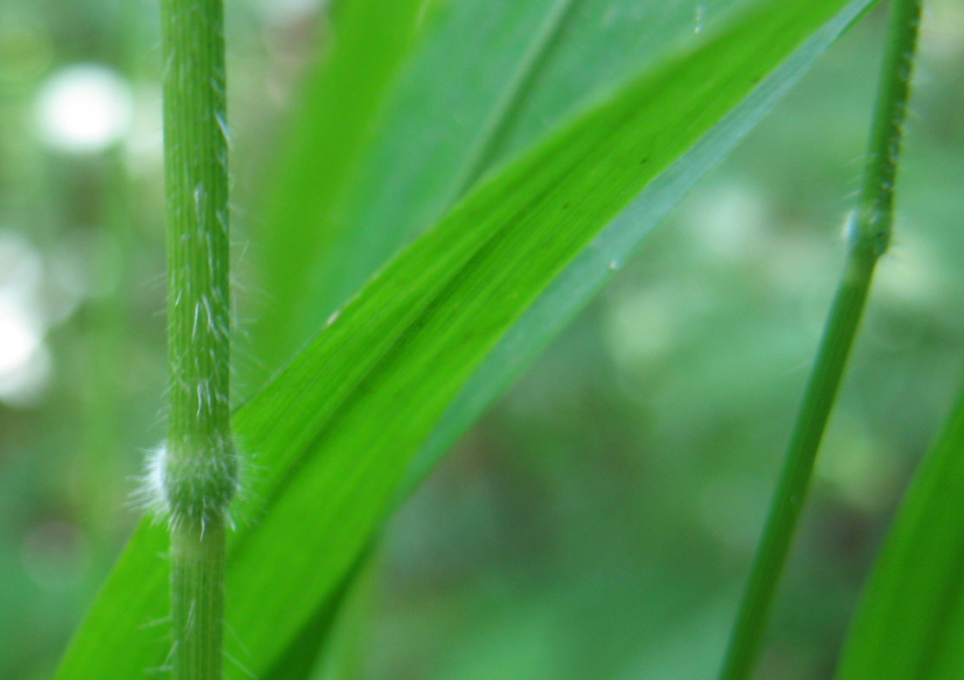 Image of Brachypodium sylvaticum specimen.