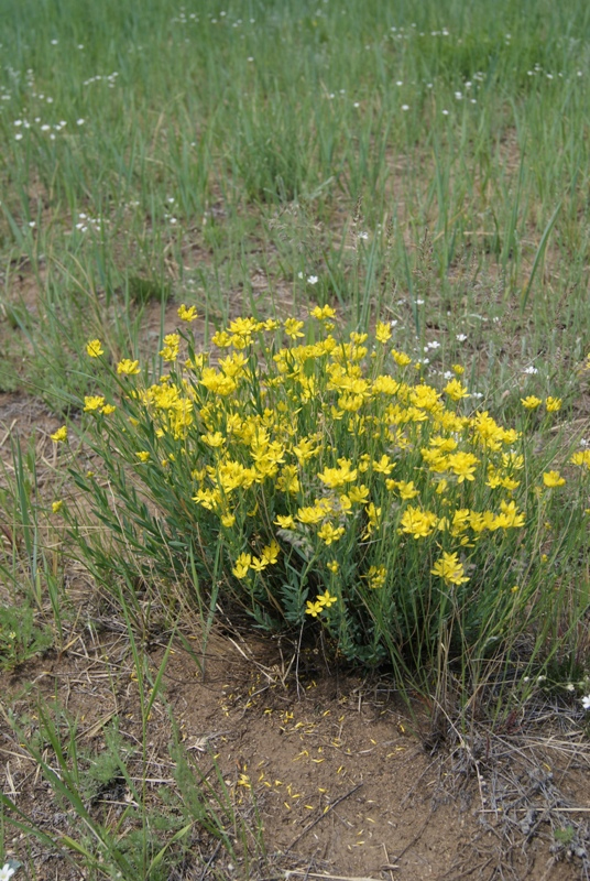 Изображение особи Haplophyllum dauricum.