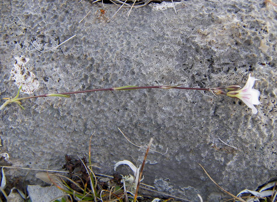 Image of Gypsophila tenuifolia specimen.