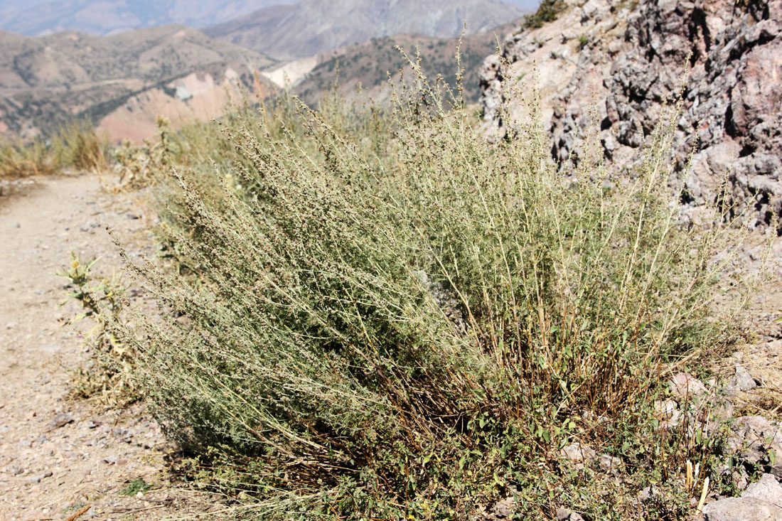 Изображение особи Artemisia persica.