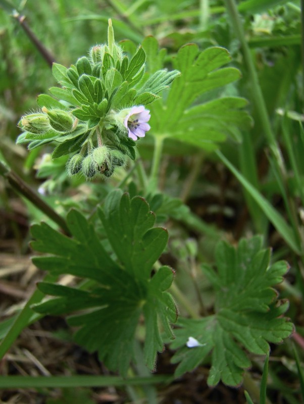 Image of Geranium pusillum specimen.