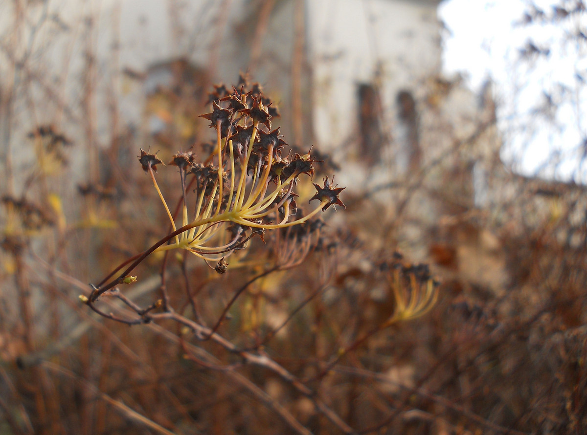 Image of Spiraea &times; vanhouttei specimen.