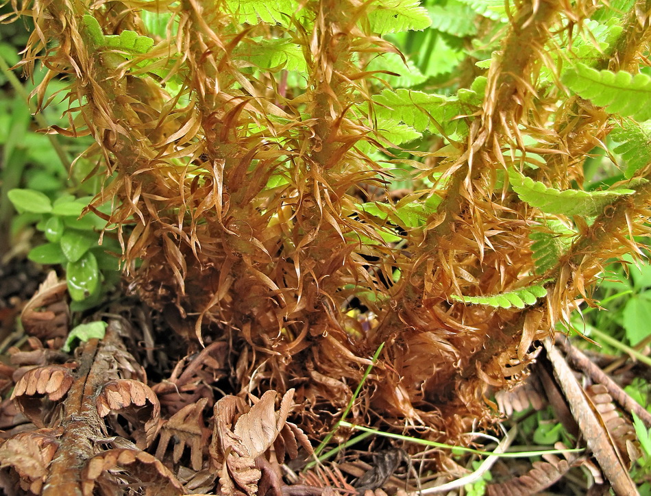 Изображение особи Dryopteris crassirhizoma.