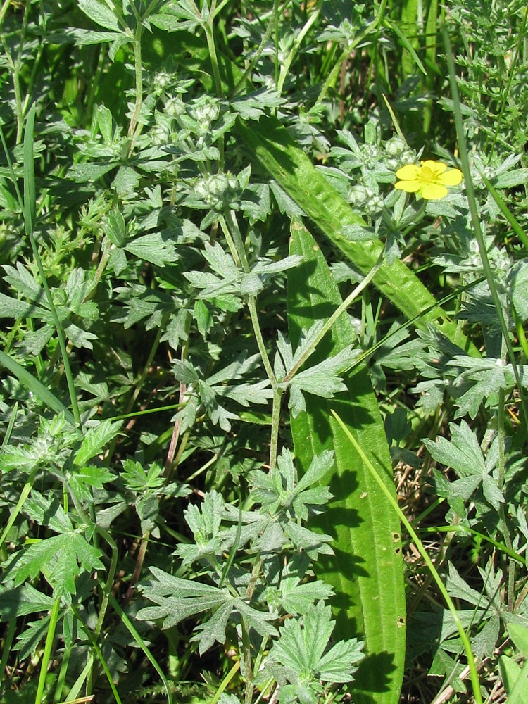 Image of Potentilla argentea specimen.