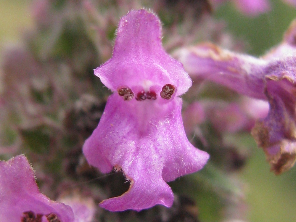 Image of Betonica officinalis specimen.