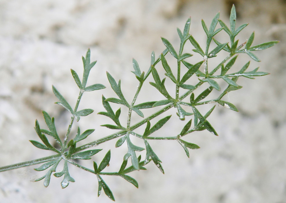 Image of Pimpinella tragium specimen.