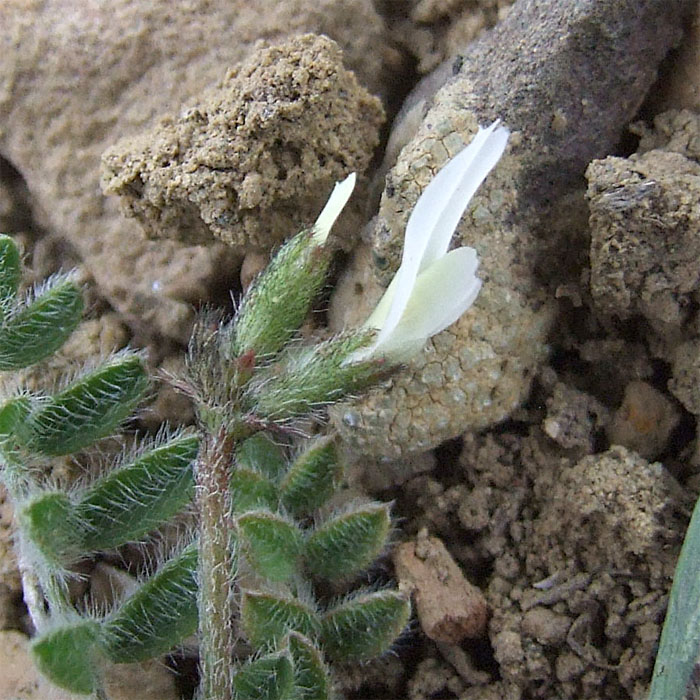 Изображение особи Astragalus asterias.