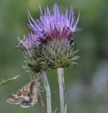 Image of taxon representative. Author is Роланд Цандекидис