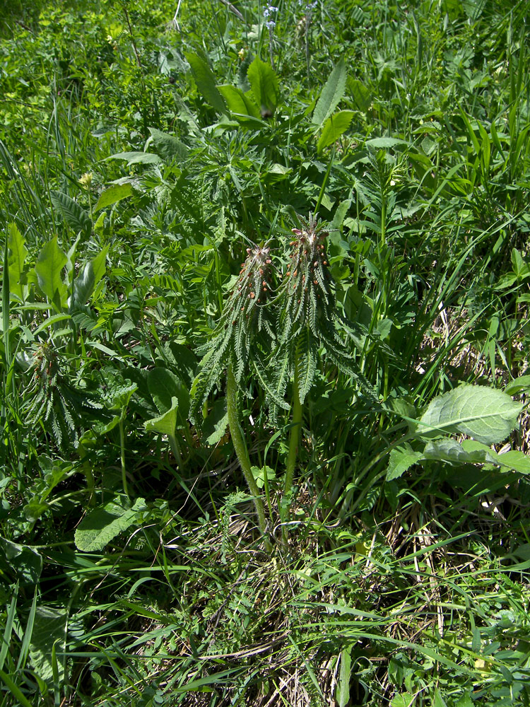 Изображение особи Pedicularis wilhelmsiana.