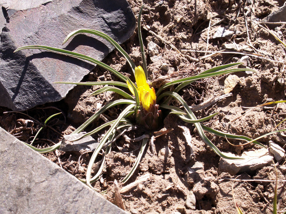 Image of Scorzonera subacaulis specimen.