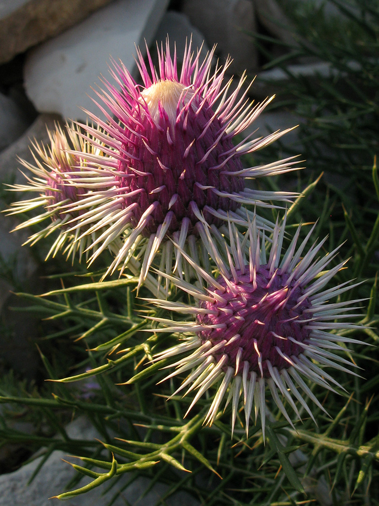 Image of Lamyra echinocephala specimen.