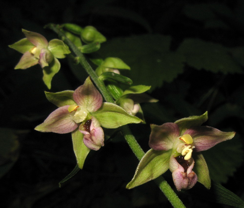 Image of Epipactis helleborine specimen.