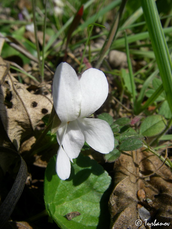 Image of Viola suavis specimen.