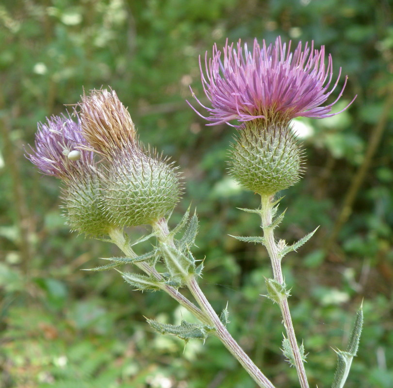 Image of Cirsium euxinum specimen.