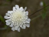 Scabiosa bipinnata. Соцветие. Абхазия, Гудаутский р-н, Мюссерские скалы. 30.10.2007.