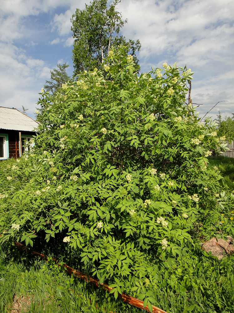 Изображение особи Sambucus manshurica.