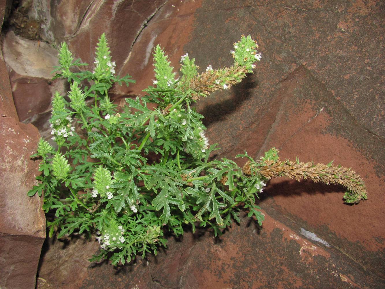 Image of Schizonepeta annua specimen.