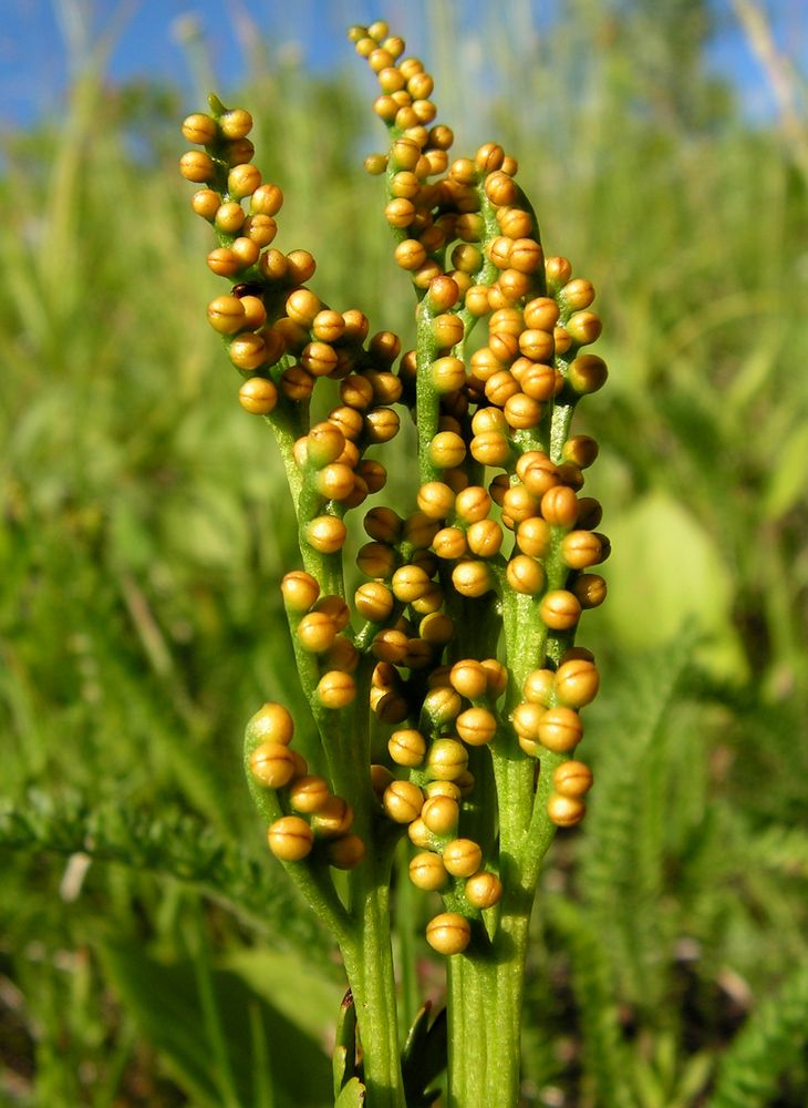 Изображение особи Botrychium lanceolatum.