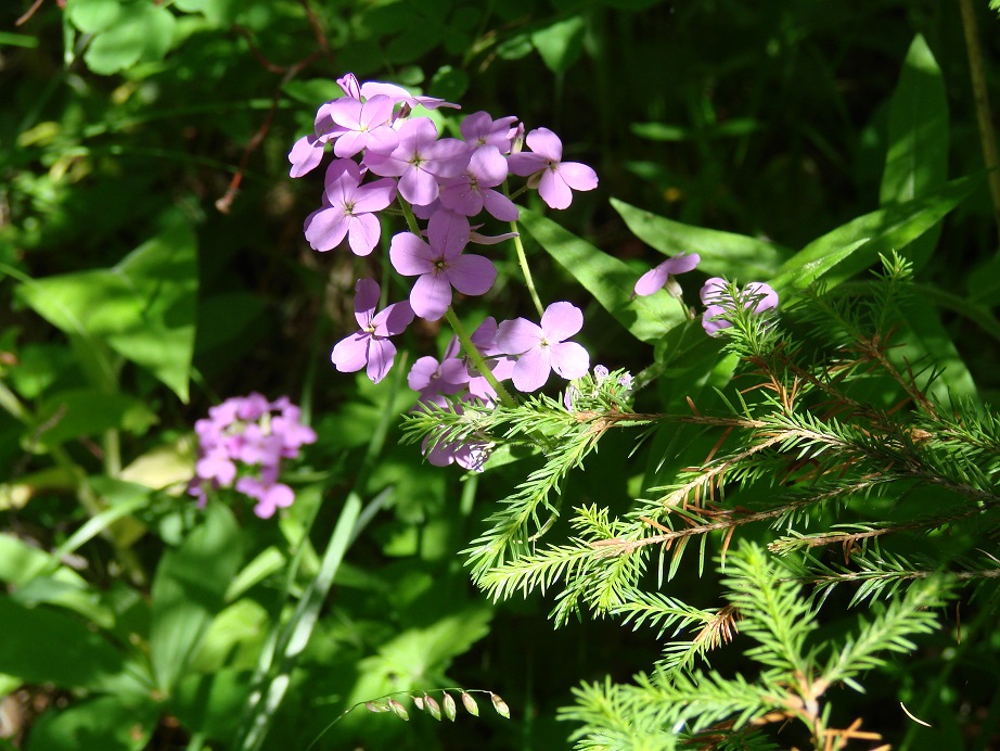 Image of Hesperis sibirica specimen.