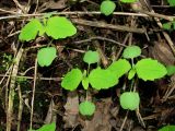 Impatiens noli-tangere. Проростки. Окр. Архангельска, ивняк. 02.06.2012.