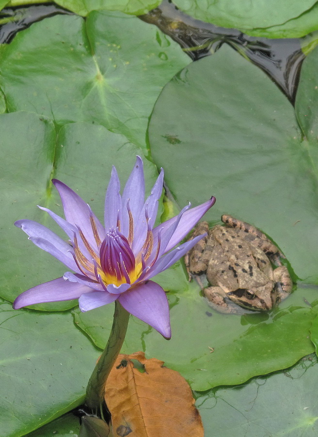 Image of Nymphaea nouchali var. caerulea specimen.