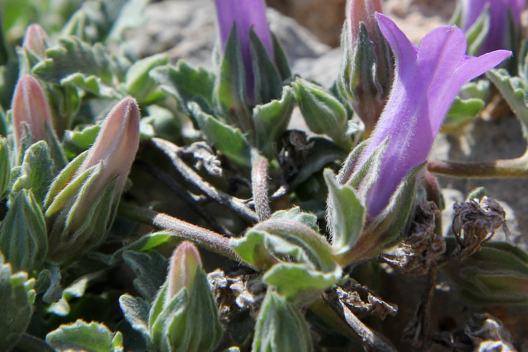 Image of Campanula anchusiflora specimen.