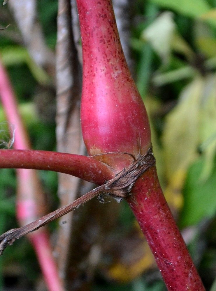 Image of Persicaria lapathifolia specimen.